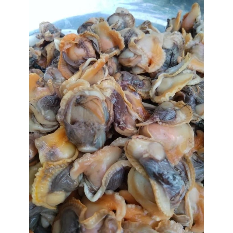

daging kerang bulu Daging kerang dara segar 1kg