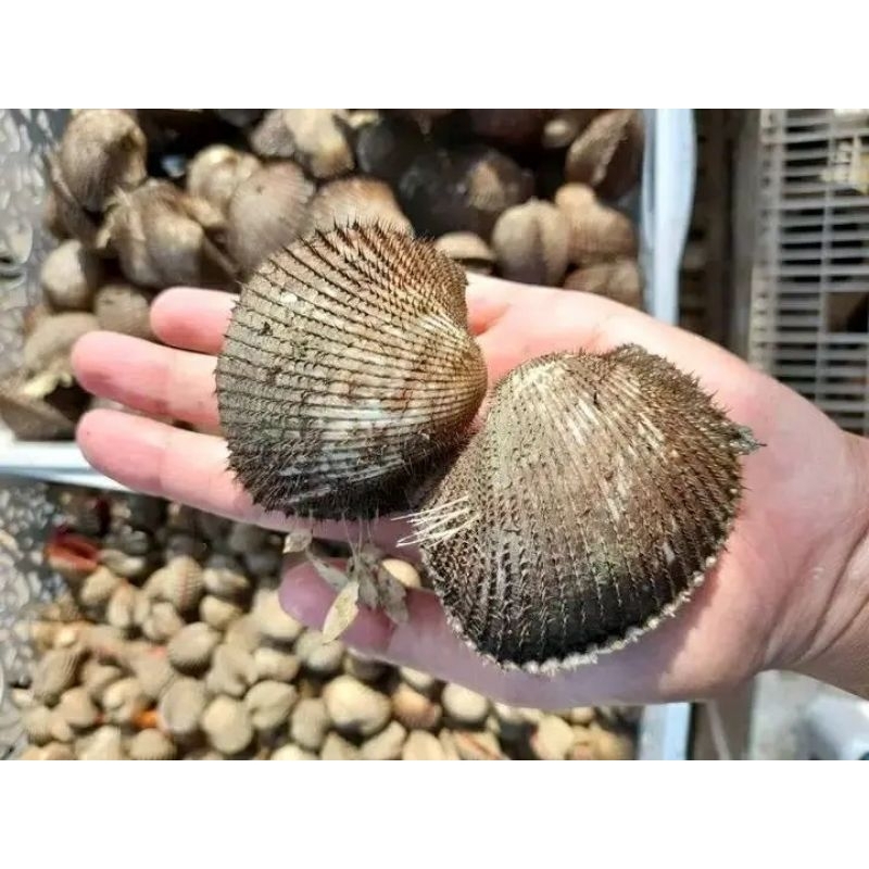 

Kerang bulu live hidup Kerang bulu segar 1kg