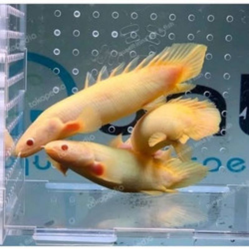 PALMAS ALBINO/IKAN NAGA AIR