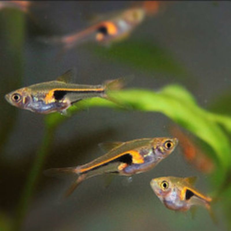 RASBORA HENGELI TETRA
