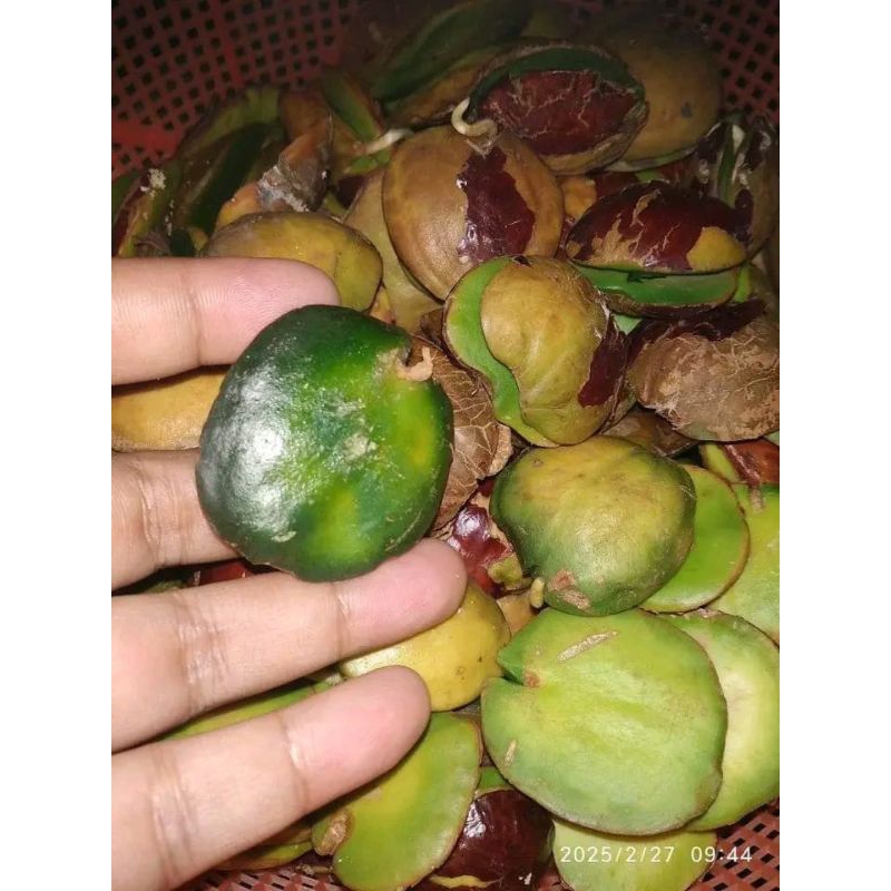 

jengkol beweh asli lampung