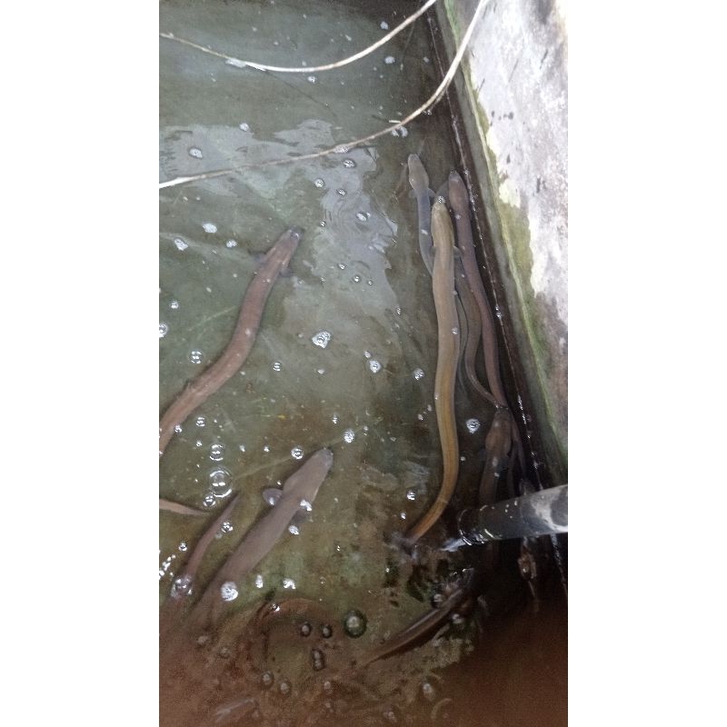 Ikan Sidat Jumbo Size 700-900gr Jual Per Ekor