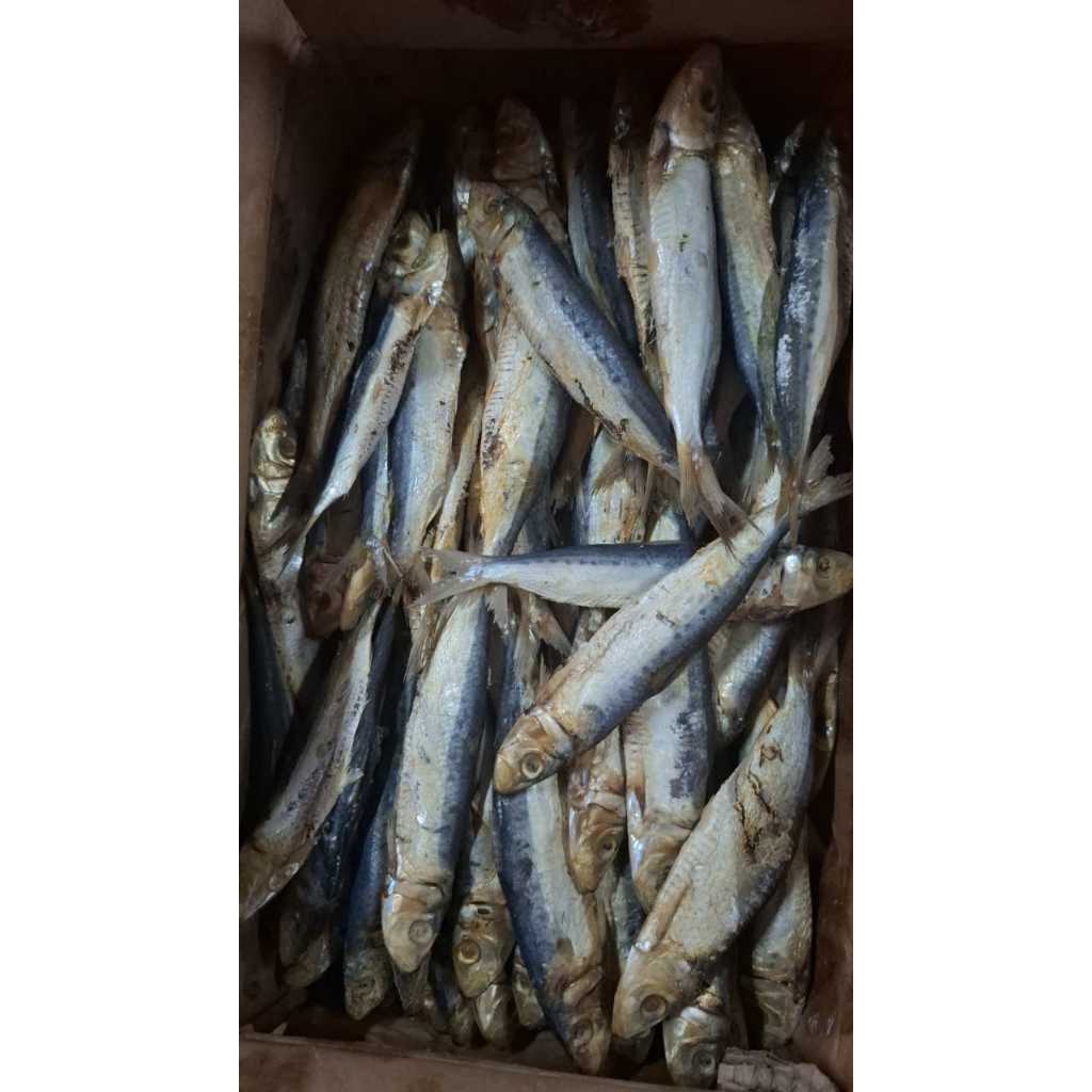 

Japuh asin sedang 250 gr kemasan thinwal