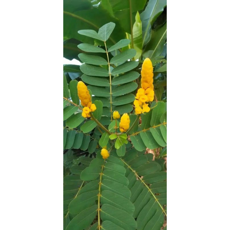 

Daun ketepeng fresh segar 25 lembar