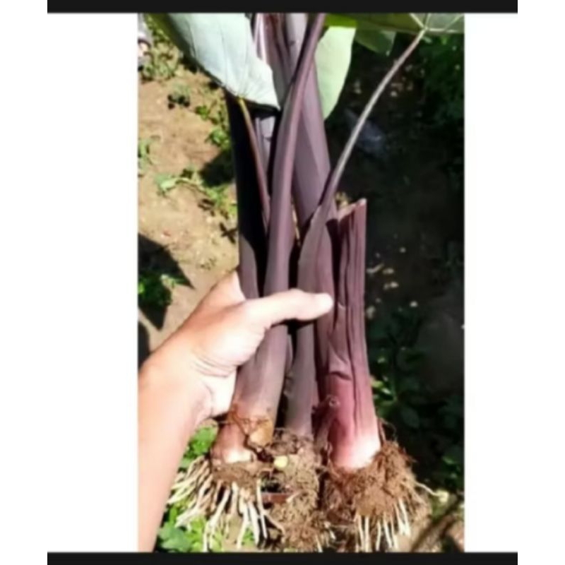 *Ready*Bibit Tanaman Talas lompong/talas wulung/Talas unggu bibit Unggul siap Tanam