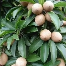 

SAWO MUDA-PENTIL SAWO ORGANIK 500GRM