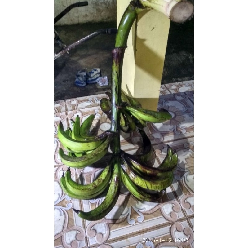 

Pisang Tanduk