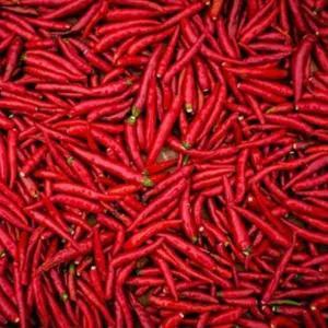 

cabe merah kriting petik 100 g