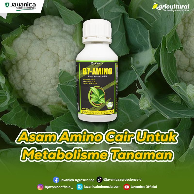 JAVANICA / B7 - AMINO ( 500 ML )