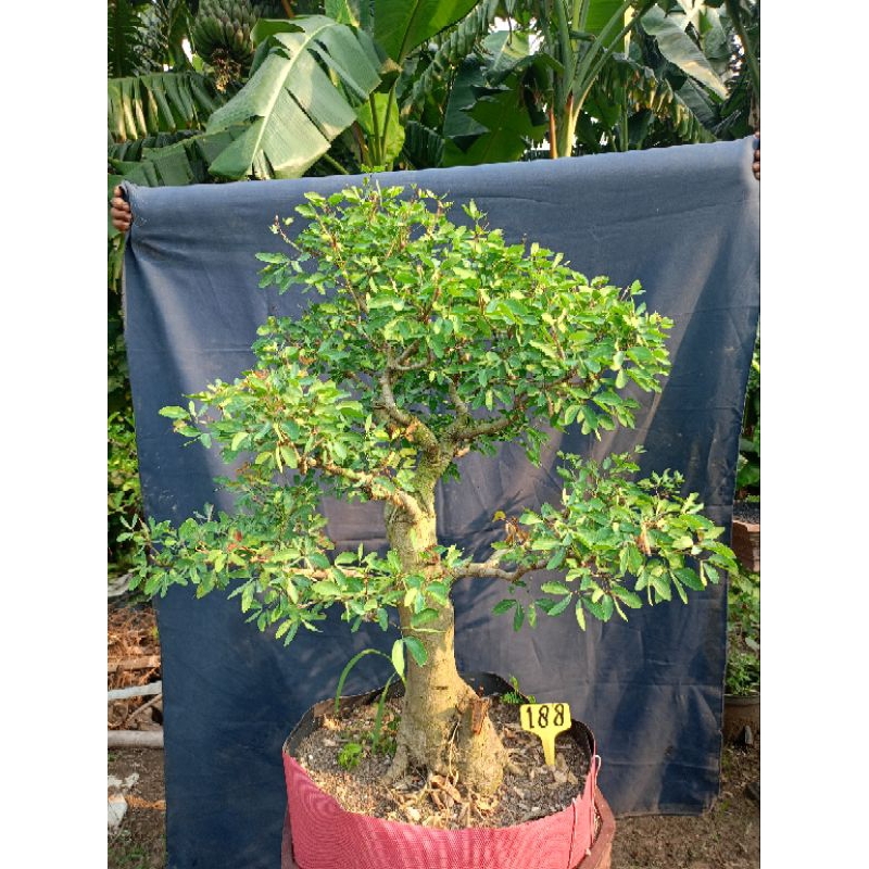 bonsai asem londo sesuai poto xl
