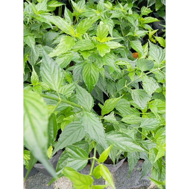 

Tamanam herbal Belalai gajah siap Kosumsi