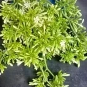 

bunga pepaya jantan/ gandul 1kg