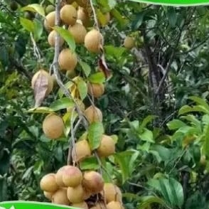 

buah pala segar 1kg fresh langsung petik