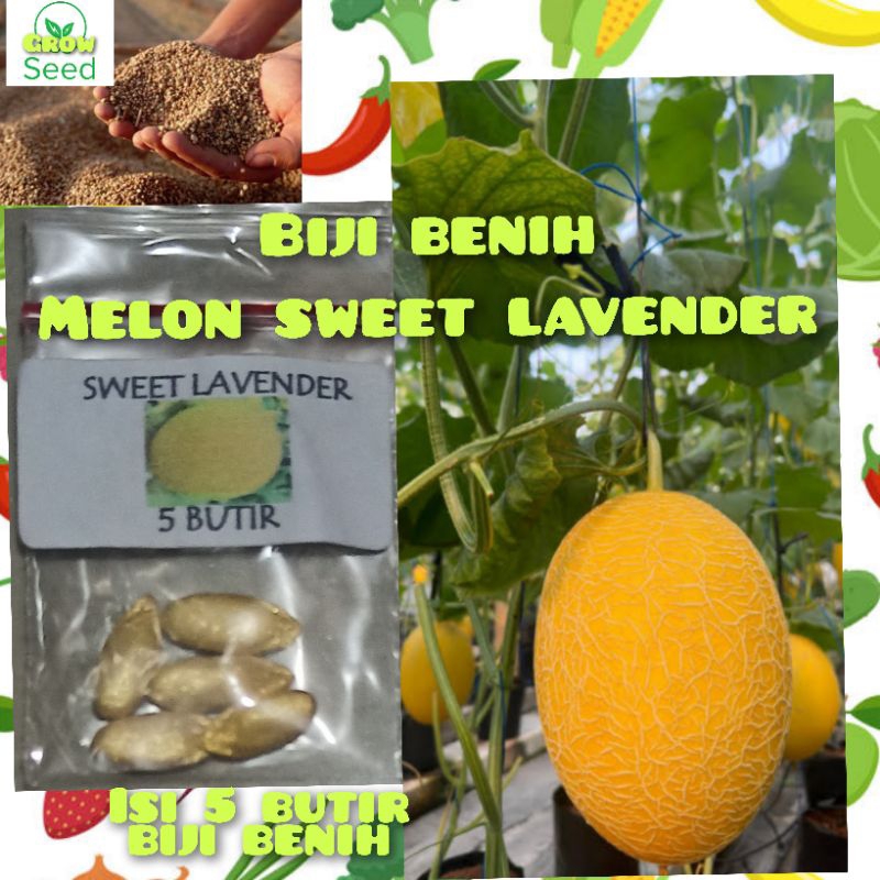5 BUTIR BIJI BENIH MELON SWEET LAVENDER