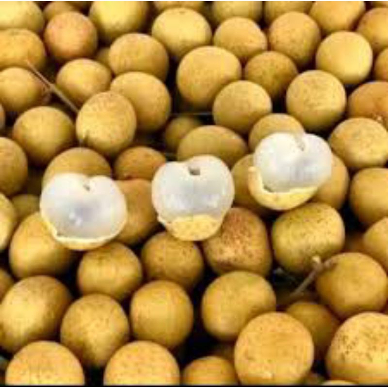 

[RBB] Buah Kelengkeng Bangkok/Klengkeng Thailand Manis 1kg