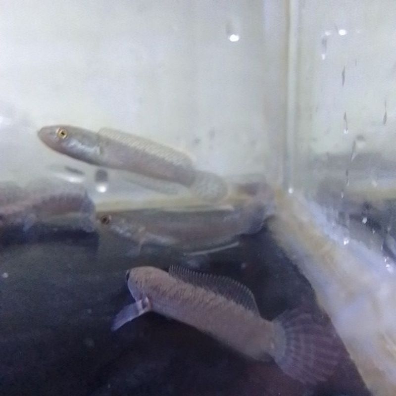 

kardus isi limbata 6e