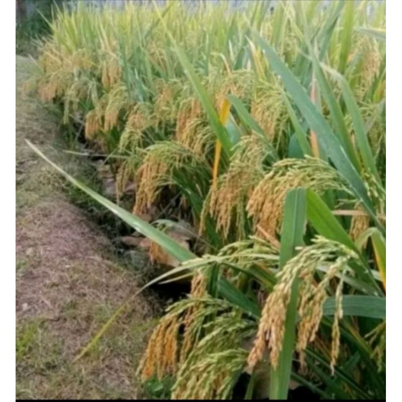 BENIH/BIBIT PADI INPAGO-12 AGRITAN TAHAN KEKERINGAN.