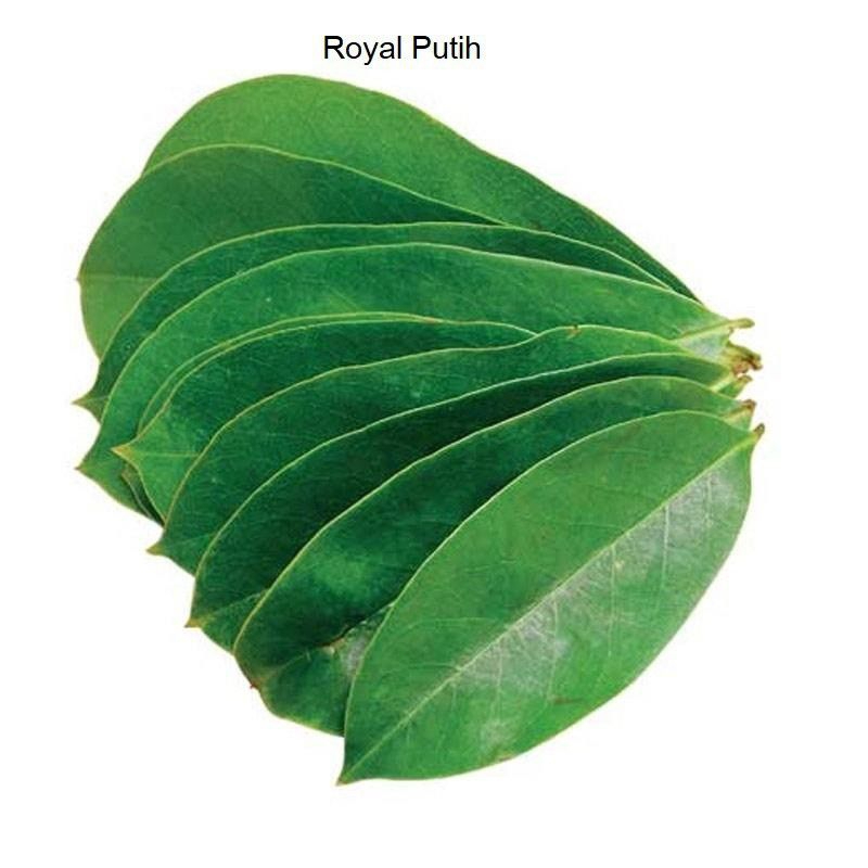 

daun sersat segar 100 lembar