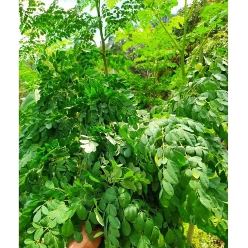 

daun kelor segar 1KG