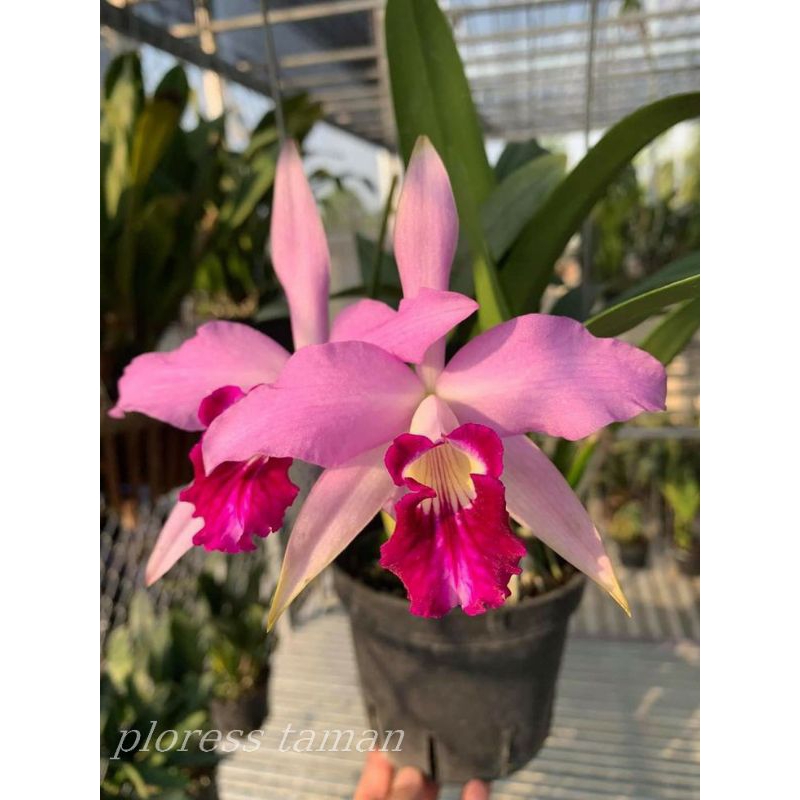 Anggrek dendrobium dewasa bunga pink dalmation tanaman anggrek dendrobium
