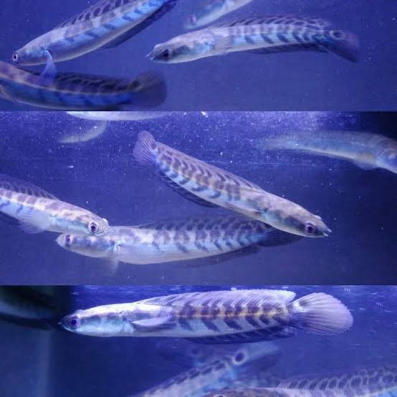 sticker channa maru ys 15cm, Sortiran keras singgle tank Grade AA