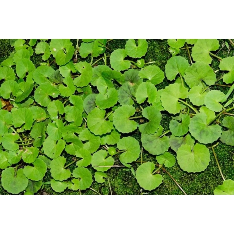 

daun pegagan (Antanan) (Centella asiatica)segar 1kg fress