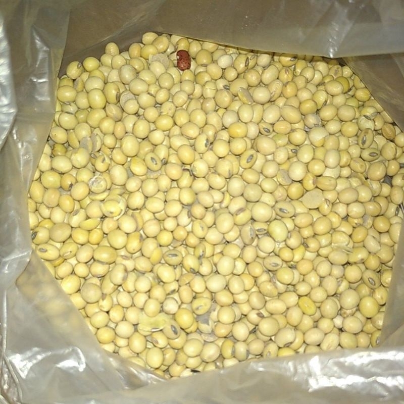 

Bahan Kacang KEDELE / DELE Mentah