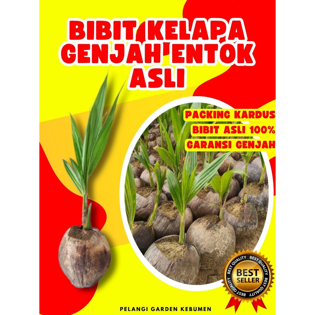 KUALITAS UNGGUL.. Pokok Kelapa Hijau, Pokok Kelapa Hibrida Hijau Jumbo