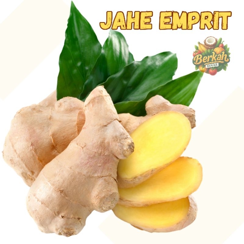 

Jahe emprit/jahe merah segar ekonomis 100 gr