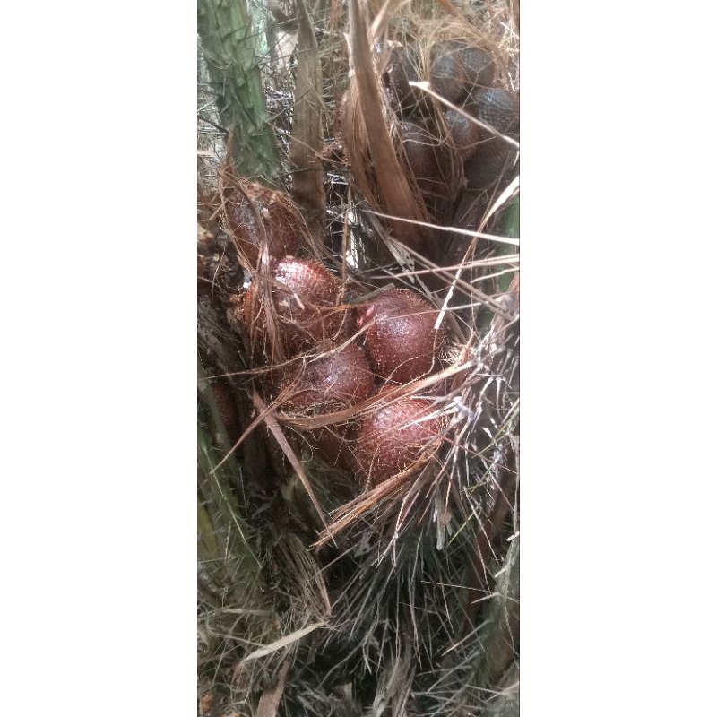 

salak jowo manis sepat 1kg