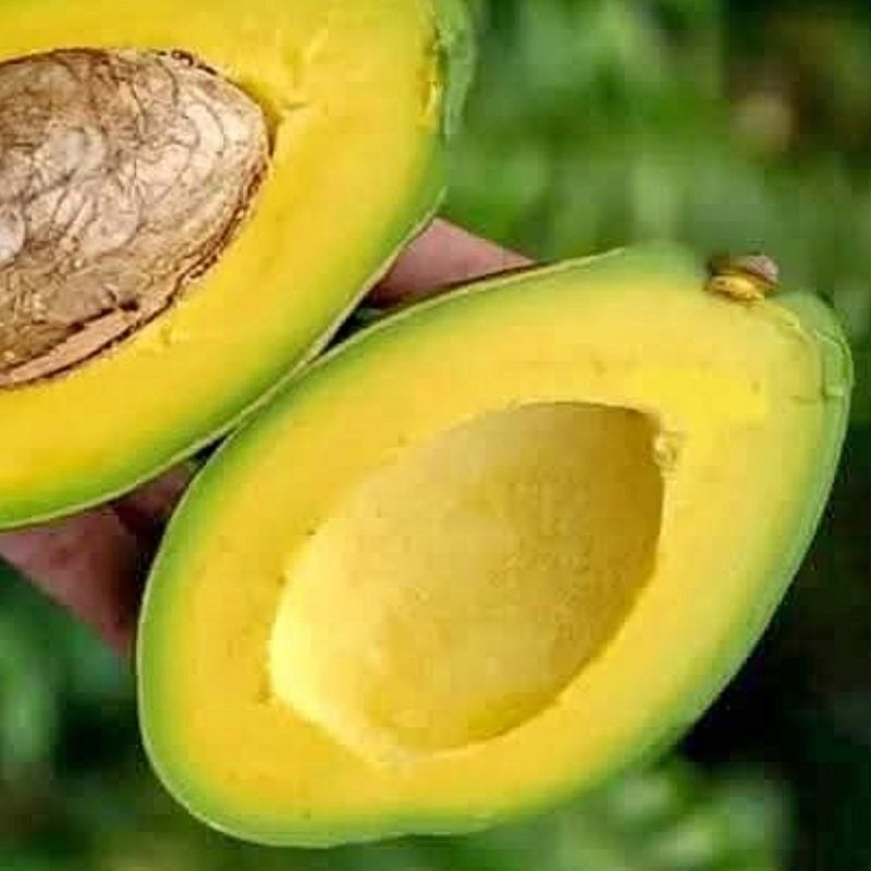 

Alpukat Mentega Premium 1 KG