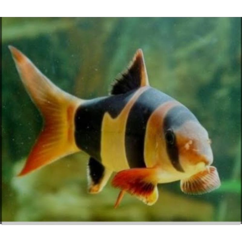 EXTRA Vitamin botia 8-12cm