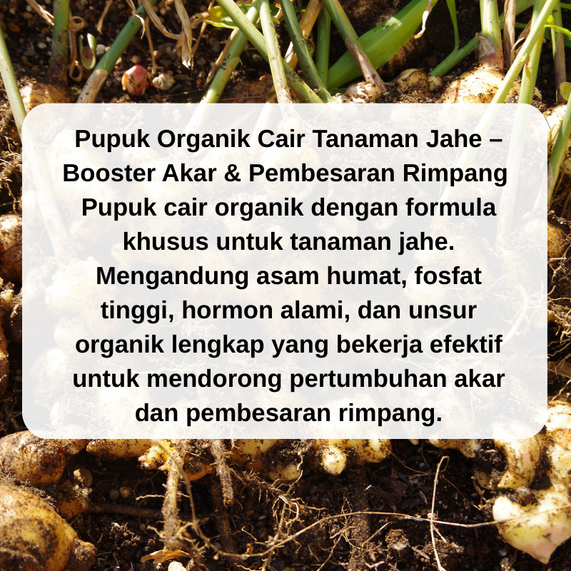 Shopritz Pupuk Organik Cair Khsusus Tanaman Jahe,Pupuk Pembesar Umbi Jahe,Pupuk Penyubur Tanaman