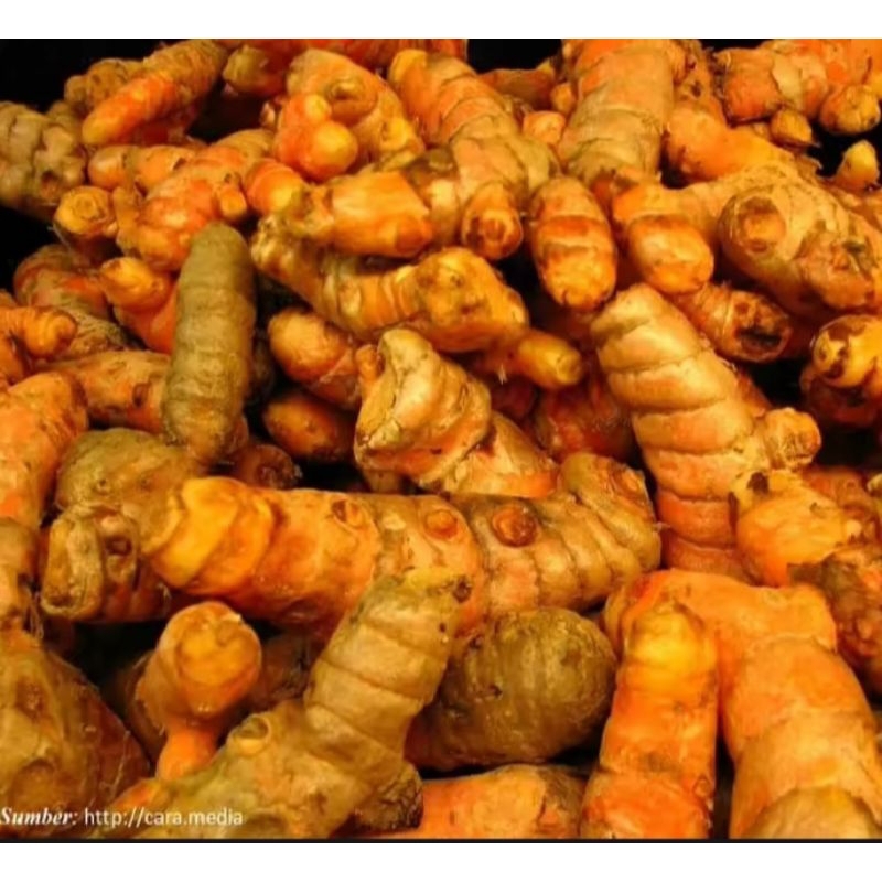 

kunyit sayur segar