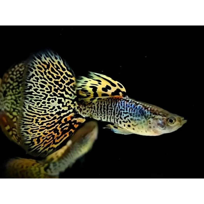 Guppy Yellow Cobra Full Corak | Grade A+ | Hiasan Akuarium