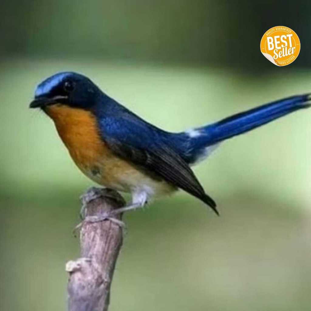 burung tledekan gunung sumatra jantan pilihan hidup