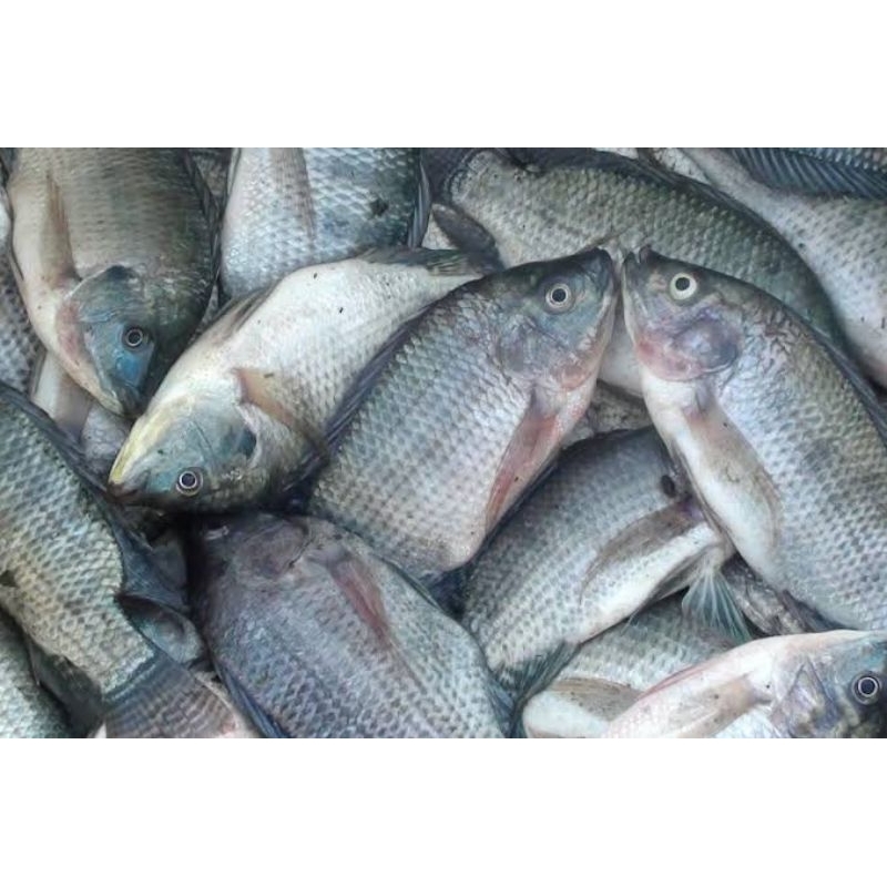 

Ikan nila