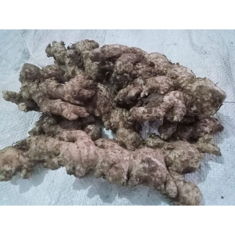 

Jahe emprit segar fresh pilihan dengan kualitas terbaik dari hasil panen