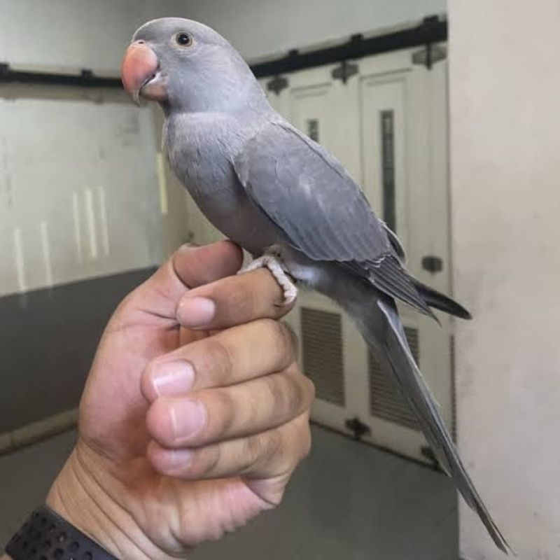 Burung Indian Ring Neck ( IRN ) Jantan & Betina Jinak
