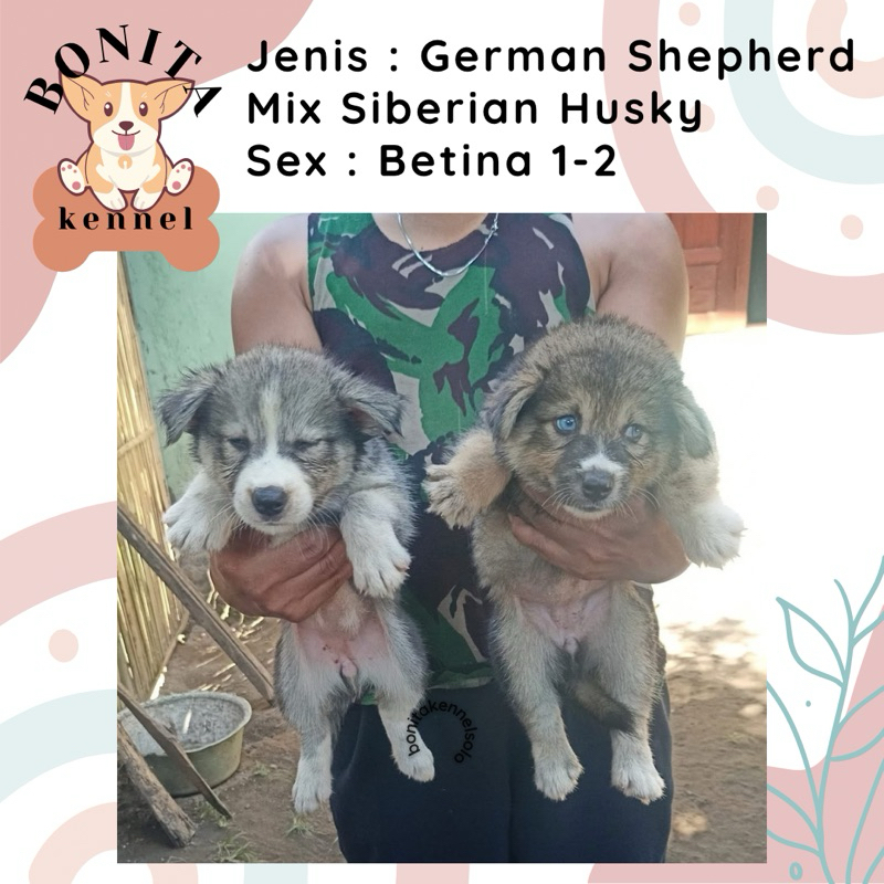 German Sherpherd Mix Husky Anak Anjing Herder GSD Husky Jantan Betina