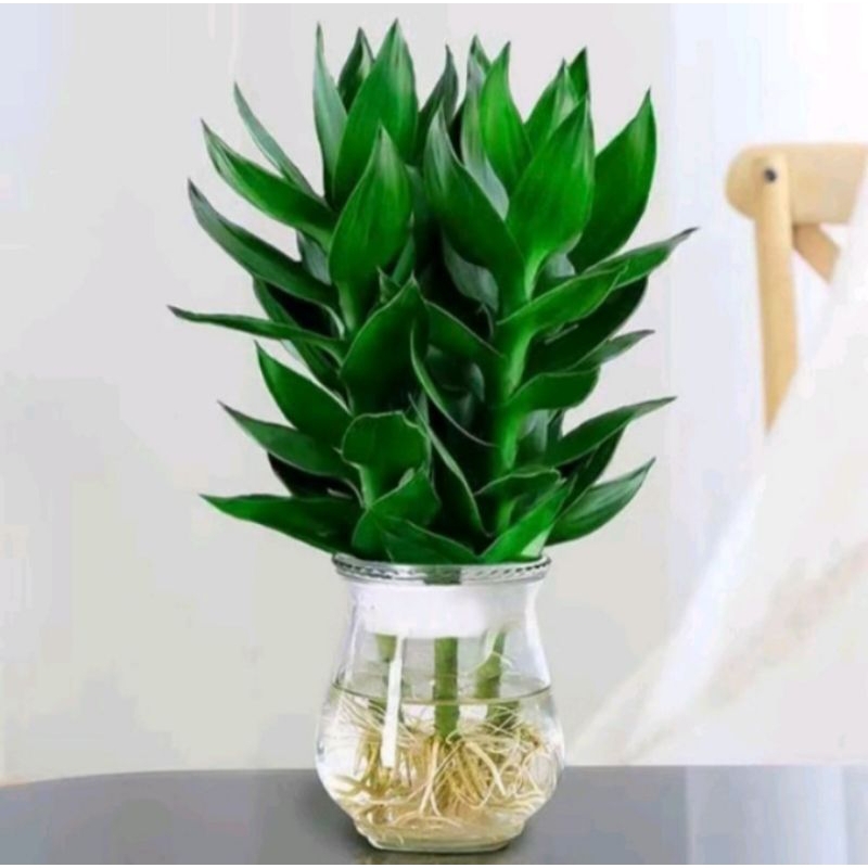 Sri rezeki hijau - bambu hoki sri rezeki hijau - tanaman hias sri rezeki