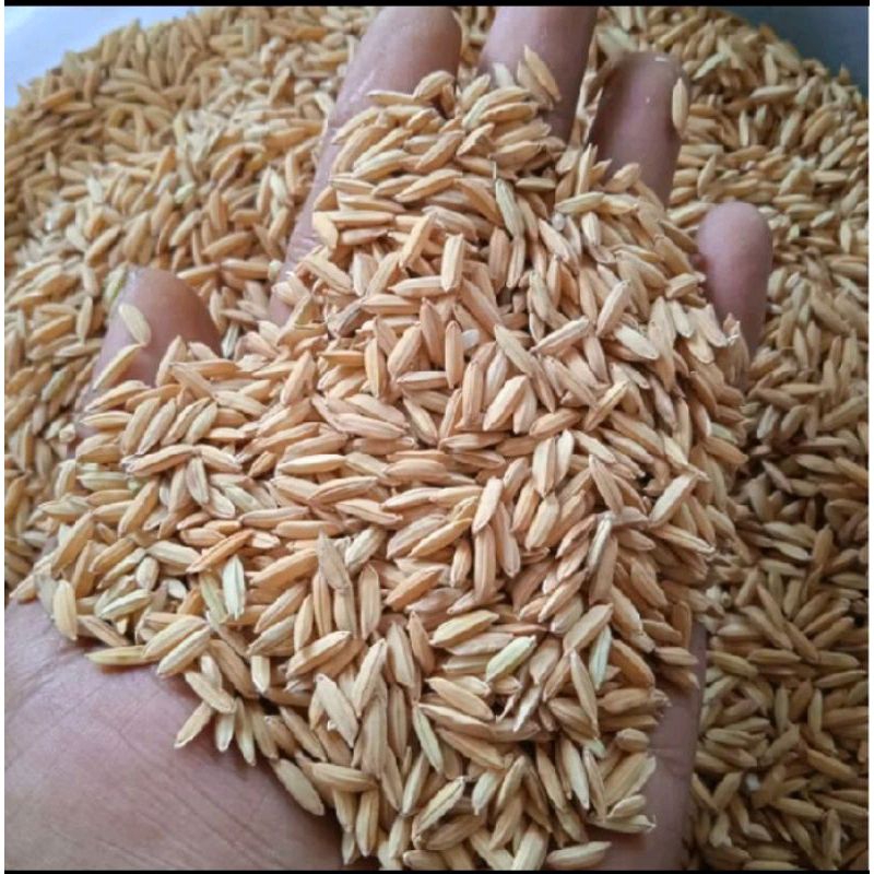 BENIH PADI INPAGO 13 KEMASAN 5KG