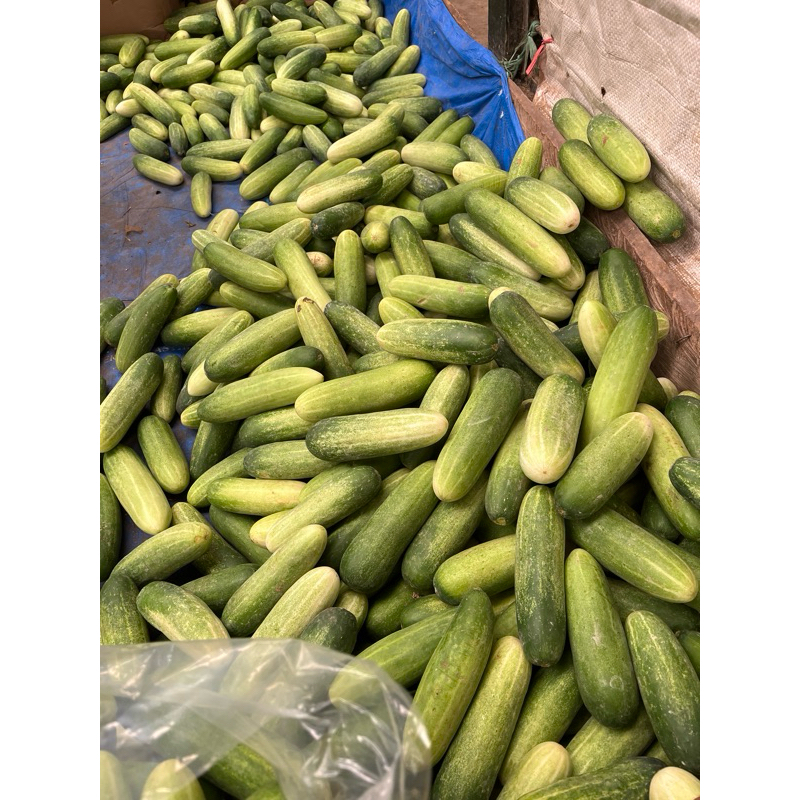 

Timun 500 gr Segar Fresh