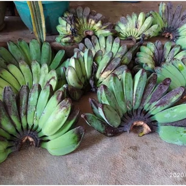 

Pisang kepok 1kg murah