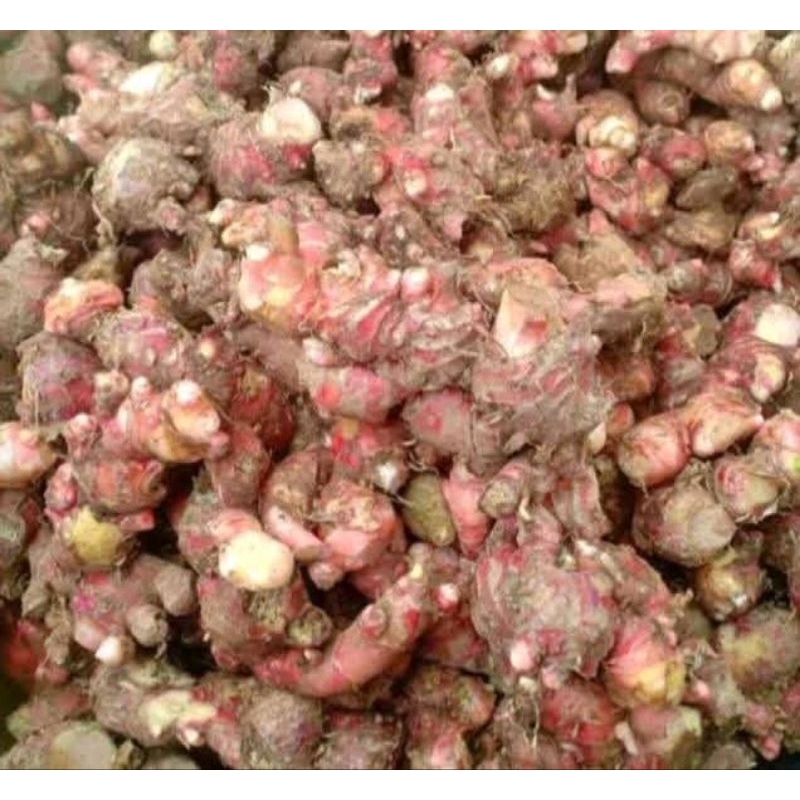 

jahe merah segar fress 1kg