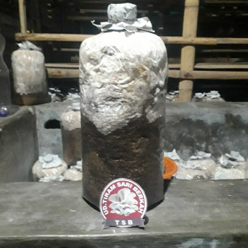 

BAGLOK JAMUR TIRAM JUMBO SIAP PANEN