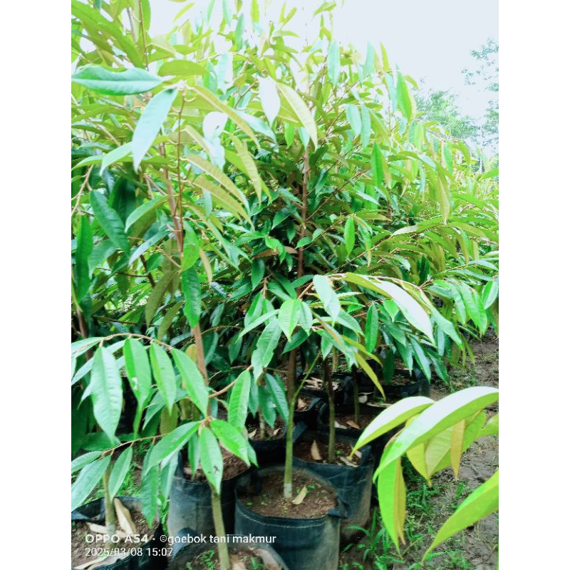Bibit Durian Musangking 170cm  bergaransi gratis packing kayu