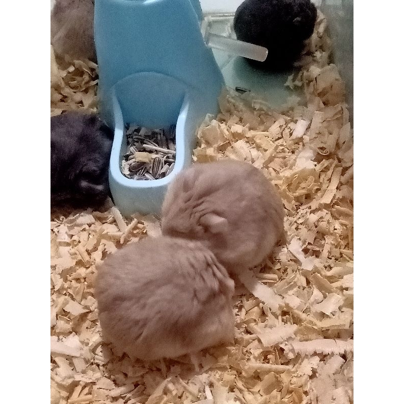 Hamster Campbell Murah Surabaya