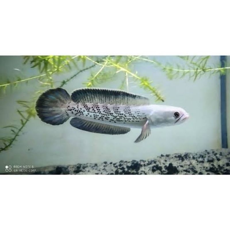 BABY CHANNA STEWART BLACK GALAXY CB UKURAN 3-5CM