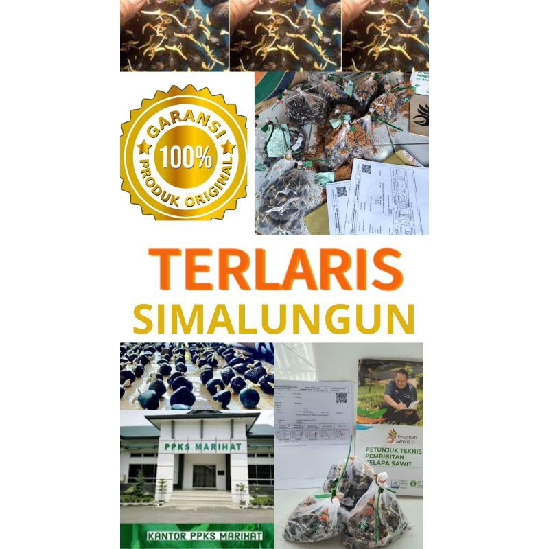 MACAM-MACAM BIBIT BENIH KECAMBAH SAWIT PPKS ORIGINAL